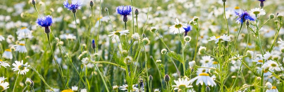 Vilda blommor